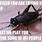 Funny Cricket Memes Insects