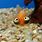 Funny Fish Cute