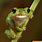 Funny Frog Photos