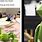 Funny Kermit Thr Frog Memes
