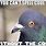 Funny Pigeon Memes