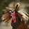 Funny Rooster Pictures