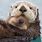 Fur of Sea Otter