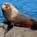 Galapagos Islands Seals