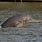 Ganges Dolphin