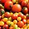 Garden Tomato Varieties