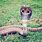 Giant African Snake