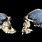 Giant Brain Human Skull