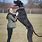 Giant Great Dane Dogs