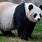 Giant Panda Genus