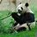 Giant Panda as Pets