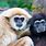 Gibbon Ape