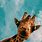 Giraffe Wallpaper iPhone