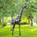 Giraffe Yard Art