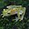 Glass Frog Costa Rica