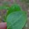Glaucous Leaf