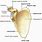 Glenoid Anatomy
