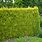 Golden Leylandii Hedge