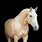 Golden Palomino Arabian Horse