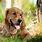 Golden Retriever Free Wallpaper