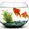 Goldfish in Fish Bowl