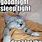 Goodnight Cat Meme