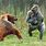 Gorilla vs Bear Fight