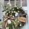 Grapevine Wreaths for Front Door