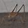 Grasshopper Spider Bug