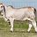 Gray Brahman Cattle
