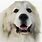 Great Pyrenees Dogs 101