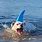 Great White Shark Funny