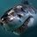 Great White Shark Teeth Wallpaper