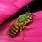Green Bee Insect