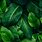 Green Leaf Plants Wallpaper