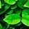 Green Nature iPhone Wallpaper