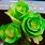 Green Roses Bushes