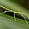 Green Stick Insect