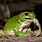 Green Tree Frog Eating