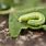 Green Worm Caterpillar