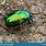 Green and Gold Beetle