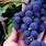 Growing Concord Grapes