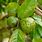 Guava Tree Diseases
