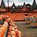 Halloween Pumpkin Farm