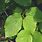 Hamamelis Virginiana Leaf