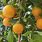Hamlin Orange
