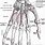 Hand Skeletal Structure