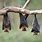 Hanging Fruit Bat