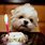 Happy Birthday with Cute Dogs