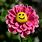 Happy Face Flowers